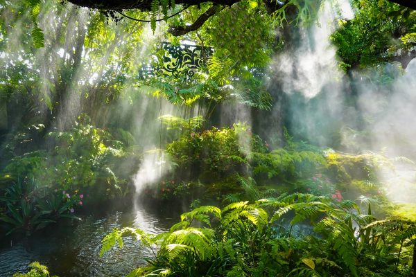 Tropical jungle with river and sun  beam and foggy in the garden