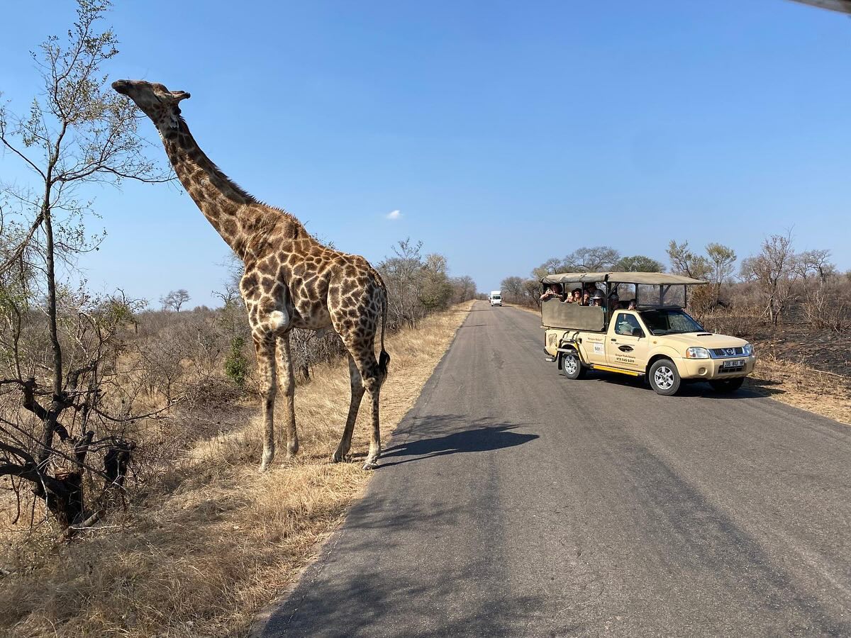 Safari Tours – Global Wildlife & Adventure Experiences  African, American & Middle East Safaris | Adwa International Tours